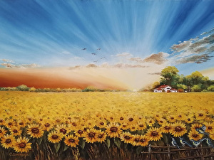 Polje suncokreta